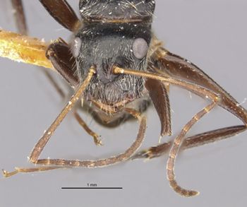 Media type: image;   Entomology 21604 Aspect: head frontal view